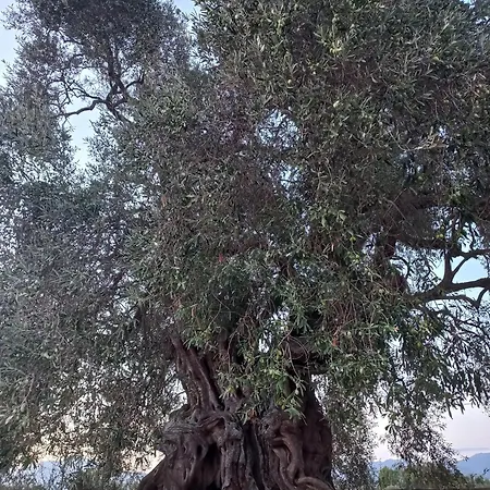 Is Brebus * Villamassargia